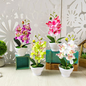 Phalaenopsis Bonsai With Pots