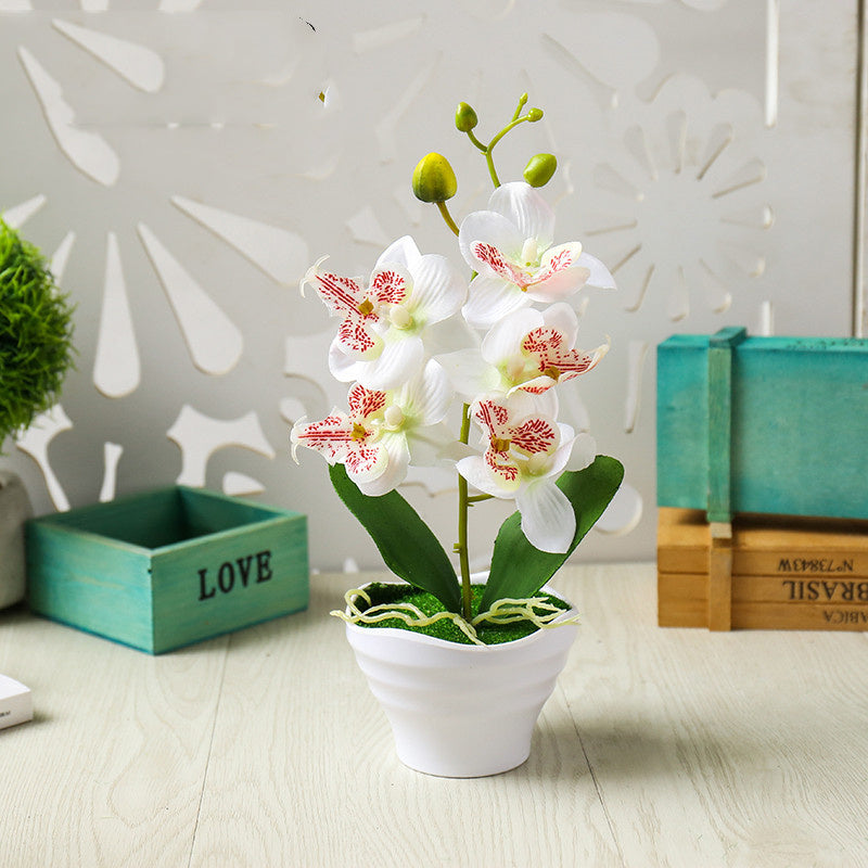 Phalaenopsis Bonsai With Pots