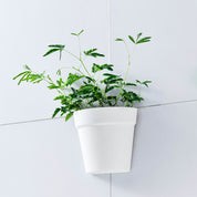 Wall-mounted Plastic Potted Plant Flower Pots